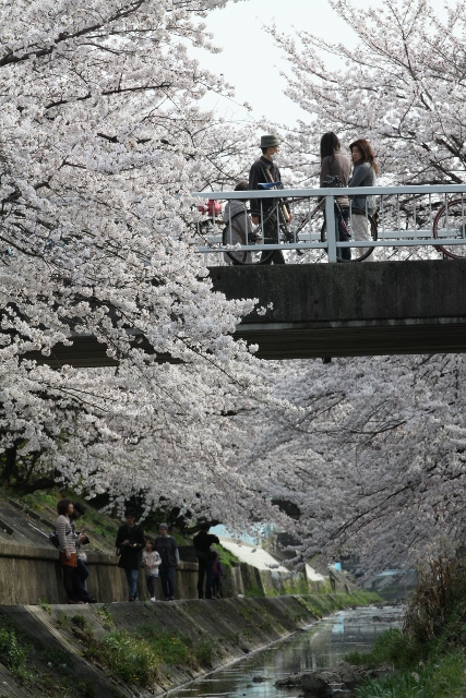 hanami2013-1.jpg