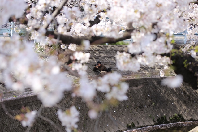 hanami2013-2.jpg