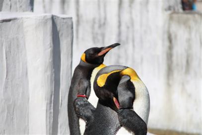 東山動物園のペンギン