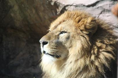 東山動物園のライオン