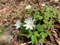 早春の山野草