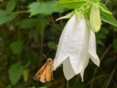 初夏の山野草